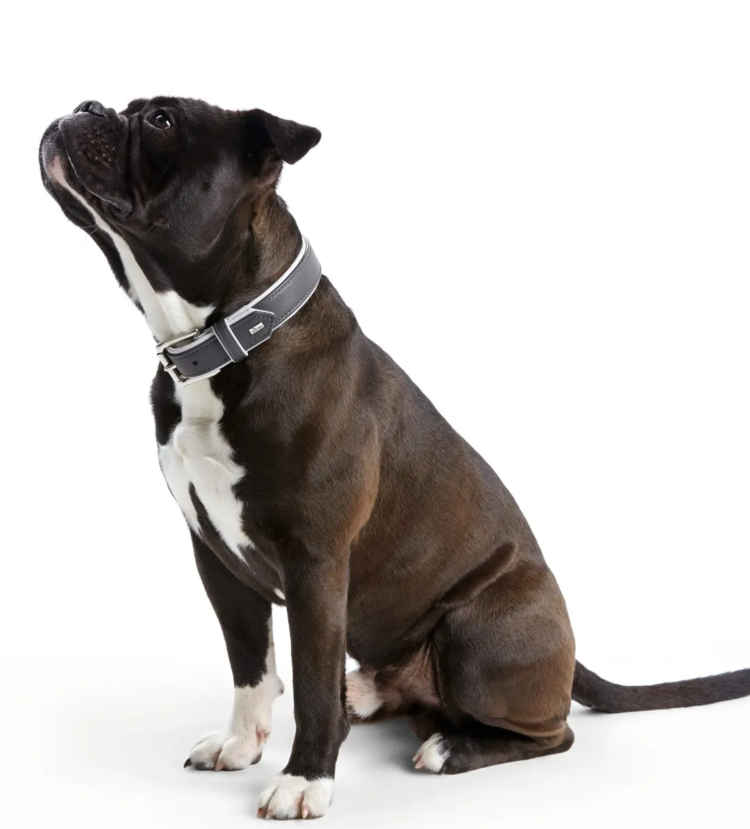 Hunter Hundehalsbånd læder Canada Elg Grå 35 - 24-30 cm