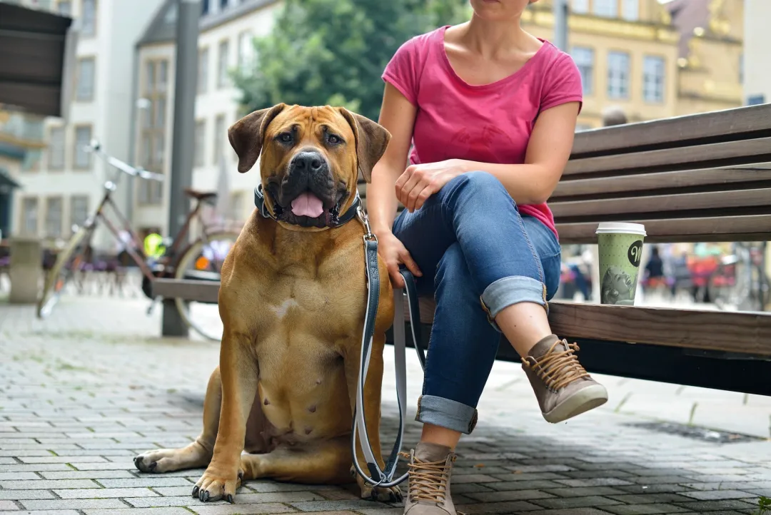 Hunter Hundehalsbånd læder Canada Elg Grå 35 - 24-30 cm