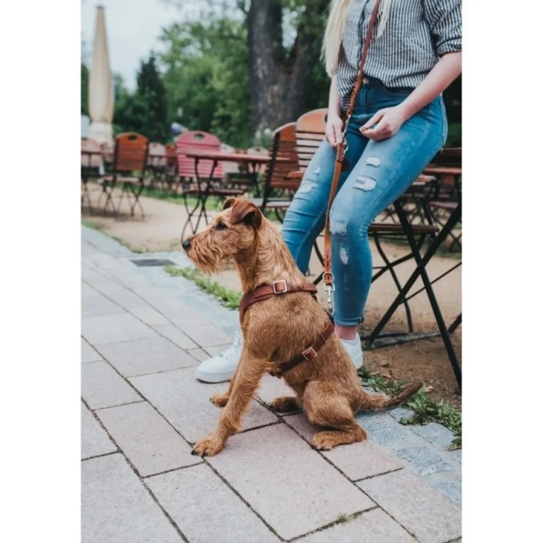 Hunter Hundesele Aalborg cognac XS - Bryst/hals 38-52 cm