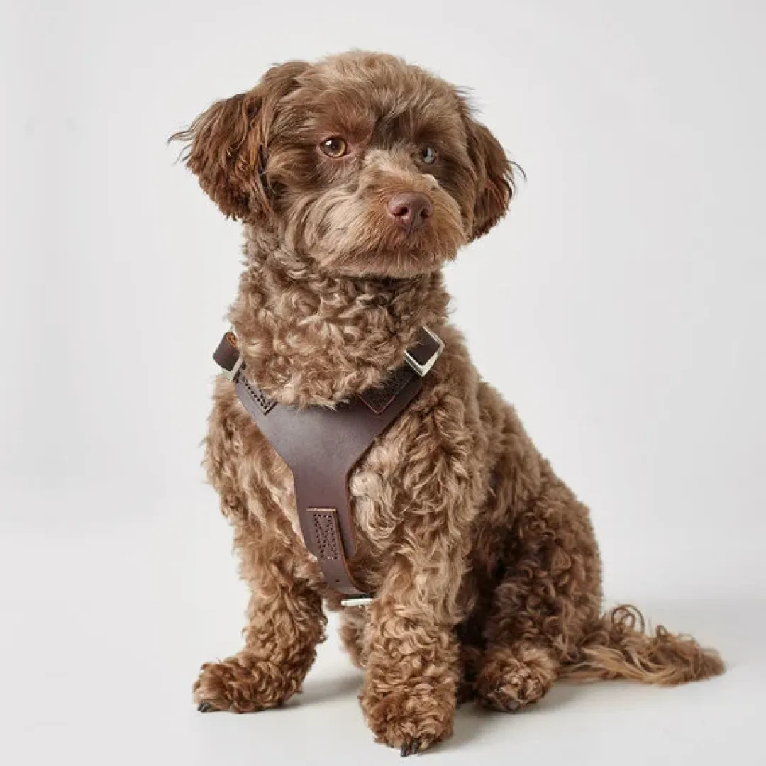 Hunter Hundesele Aalborg mørkebrun S-M/1 - Bryst/hals 44-56 cm