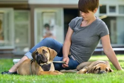 Hunter hundesele Neopren Oliven XL længde 73-94 cm 2,5 cm - blød og stabil komfort
