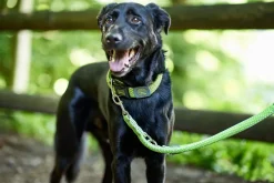 Hunter Hundesnor Hilo Lime 20/200
