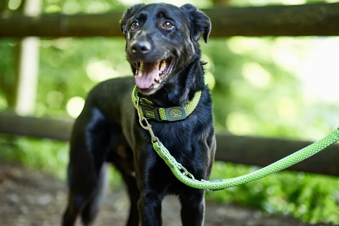 Hunter Hundesnor Hilo Lime 20/200