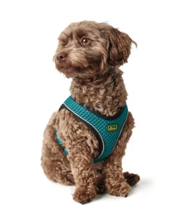 Hunter NY Hilo Comfort hundesele turkis M