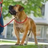 Hunter Retriever hundesnor Freestyle sort 8 mm 120 cm