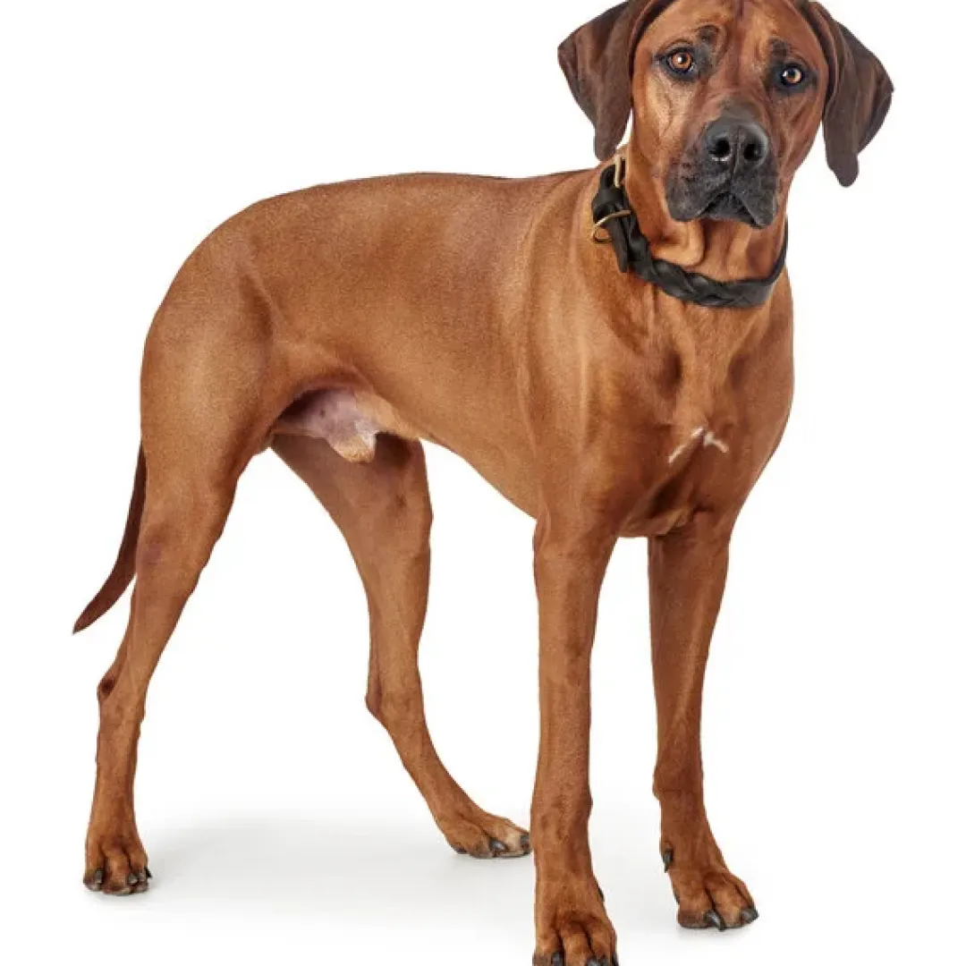 Hunter Sansibar Solid 40 Hundehalsbånd i læder - 30-36 cm
