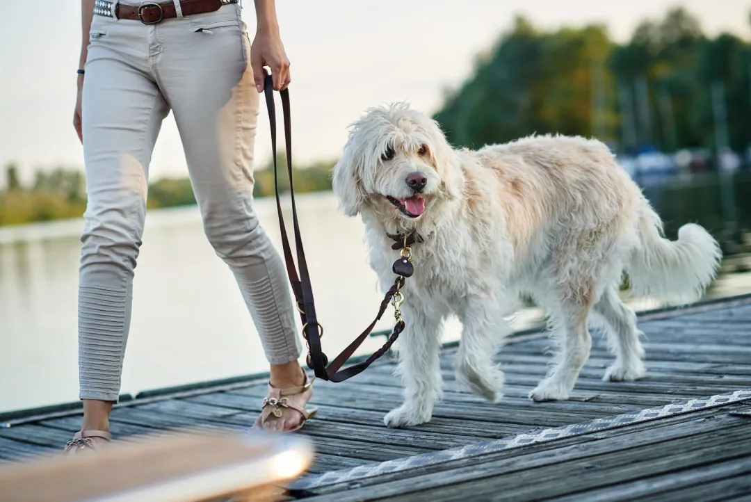 Hunter Sansibar Solid 45 Hundehalsbånd i læder - 34-40 cm