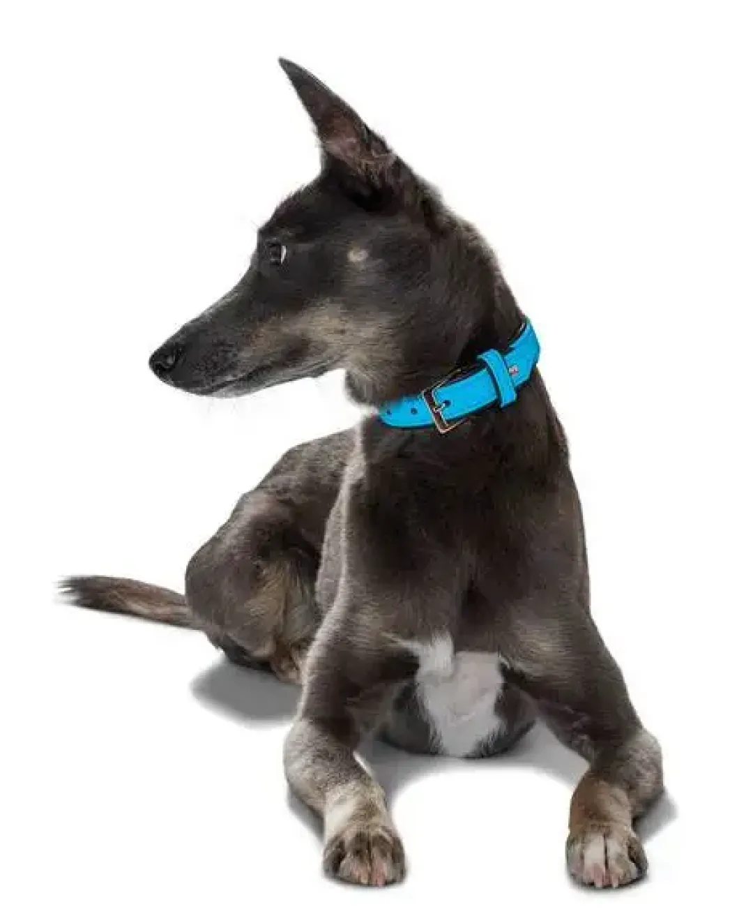 Hunter Softie hundehalsbånd 55 cm brun - 42-50 cm indstilling