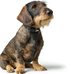 Hunter Soho Mini Hundehalsbånd Sort 17-20 cm