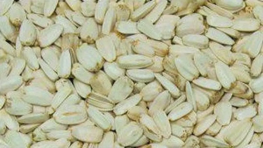 Fuglefoder Hvide solsikker 2,5 kg