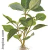 Tropica Akvarieplanter Hygrophila corymbosa.