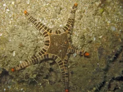 Saltvandsfisk Ikon Søstjerne (Iconaster longimanus)