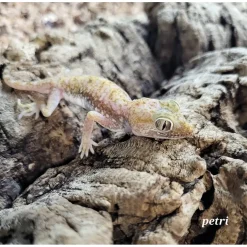 Krybdyr fra hele Verden Israelsk Ørkengecko - Stenodactylus petri