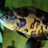 JBL Pronovo Cichlid Grano XL 1 Liter