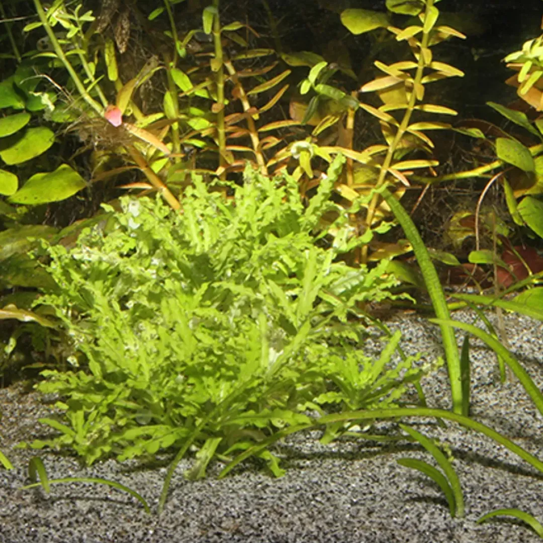 JBL Sansibar Grå 5 kg Akvariegrus