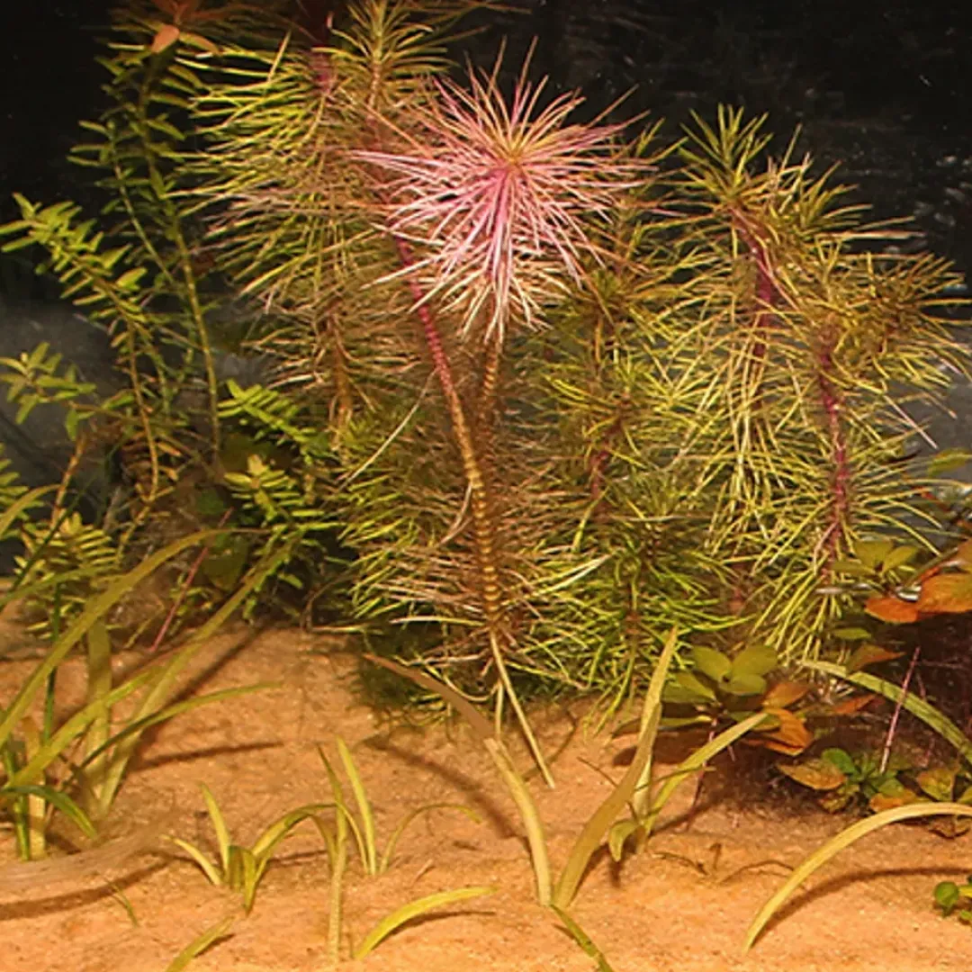JBL Sansibar Orange 10 kg Akvariegrus