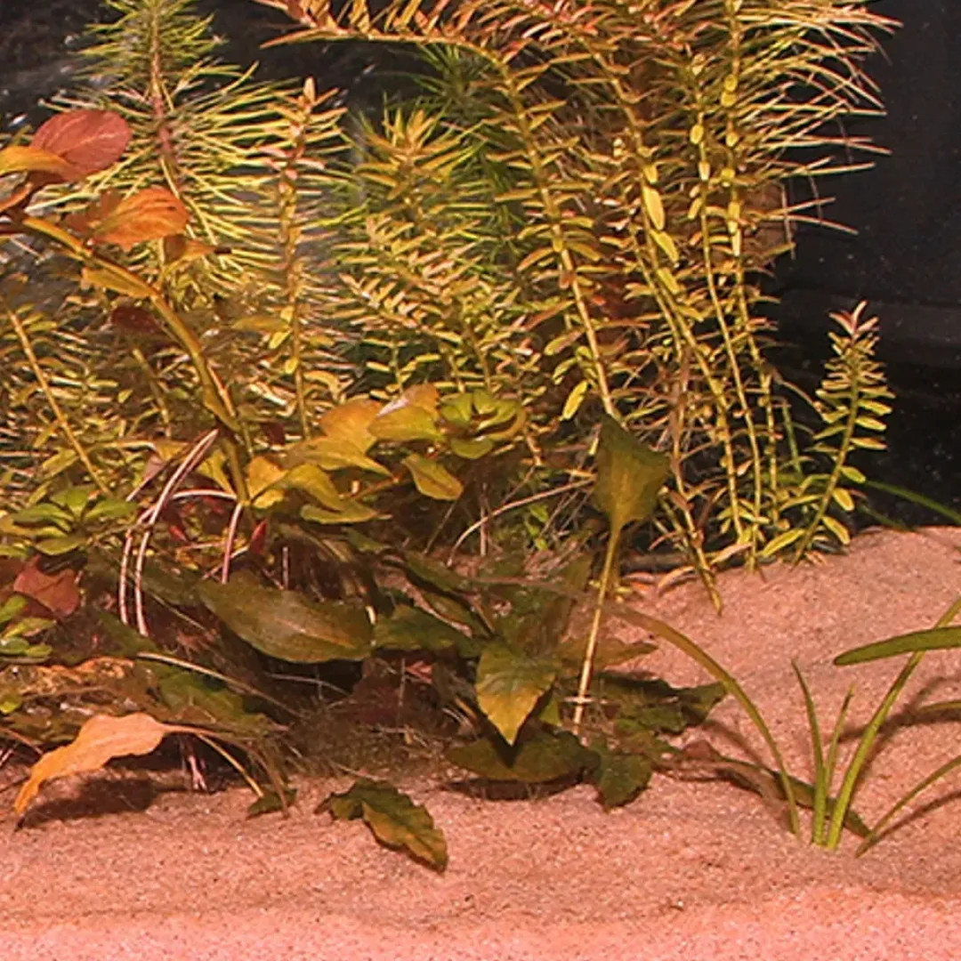 JBL Sansibar Rød 5 kg Akvariegrus