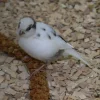 Fugle fra hele Verden Kanariefugl Gul/Broget (Serinus canaria)