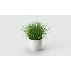 MiniZoo Kattegræs i potte - Cyperus Zumula
