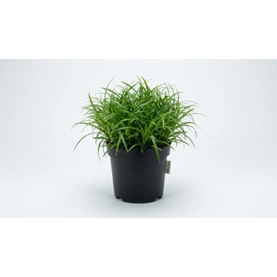 MiniZoo Kattegræs i potte - Cyperus Zumula