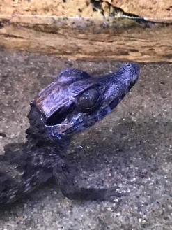 Krybdyr fra hele Verden Kilehovedet Dværg kaiman (Paleosuchus Trigonatus)