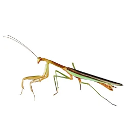 Krybdyr fra hele Verden Kinesisk Knæler Tenodera sinensis