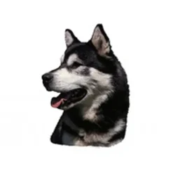 KW Hunde og Katteartikler Klistermærke af Alaskan Malamute Hoved Mini