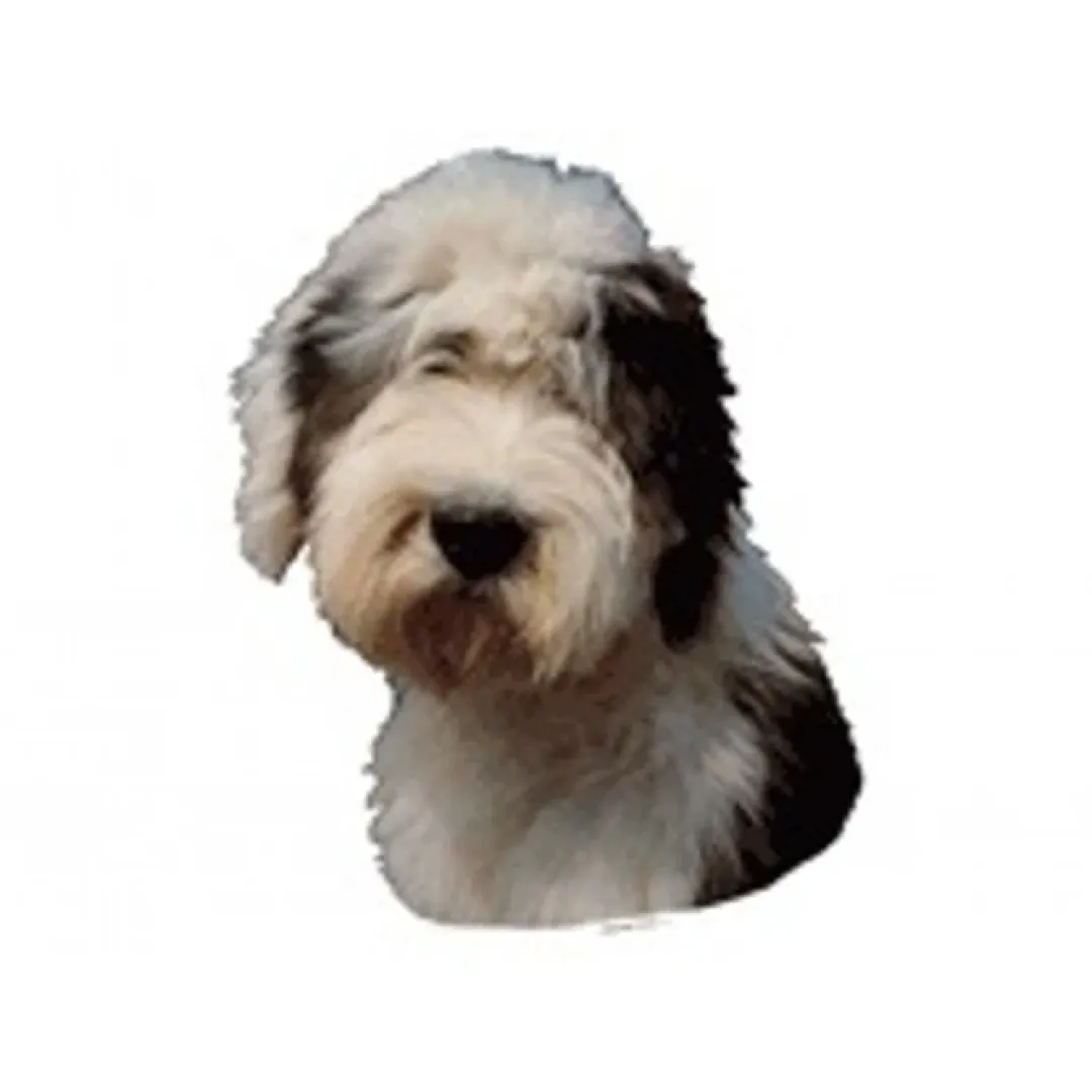 KW Hunde og Katteartikler Klistermærke af Old English Sheepdog stor