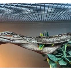 Krybdyr fra hele Verden Kongeboa Arabesque poss Hypo 0,1 - Boa Constrictor