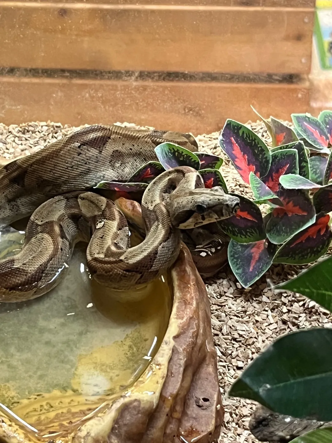 Krybdyr fra hele Verden Kongeboa Hypo 100% Het Moonglow Kahl linie 0,1 - Boa Constrictor imperator
