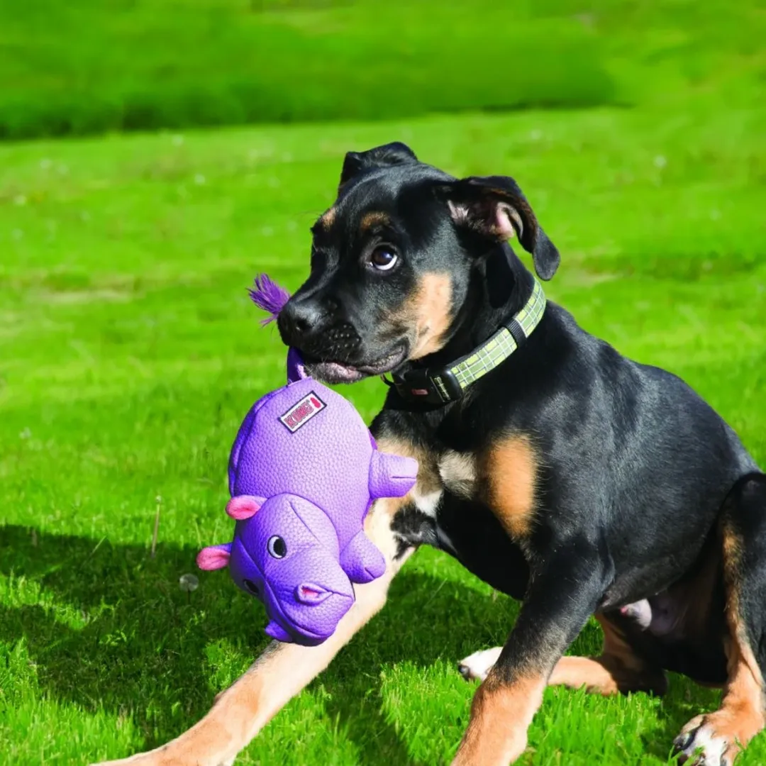 Kong Hundebamse Phatz Næsehorn - bamse til hunde