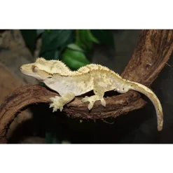 Krybdyr fra hele Verden Kronegekko (Crested gecko) (Correlophus ciliatus) Han