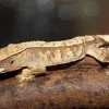 MiniZoo Kronegekko unger Crested gecko (Correlophus ciliatus) unger mix