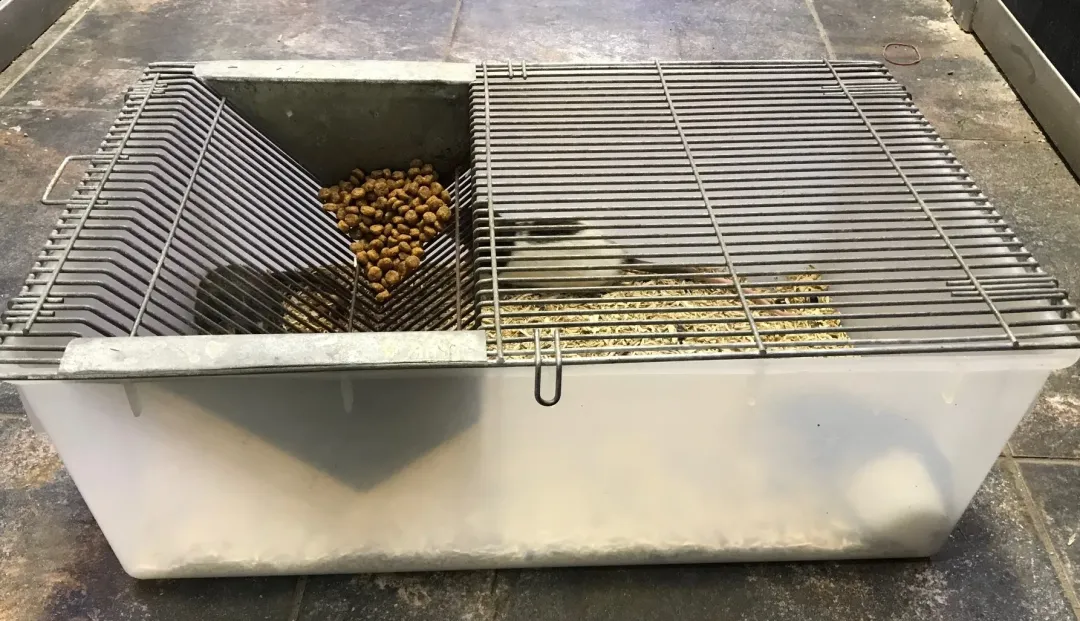 MiniZoo Labbur 4 (rottebur) brugt