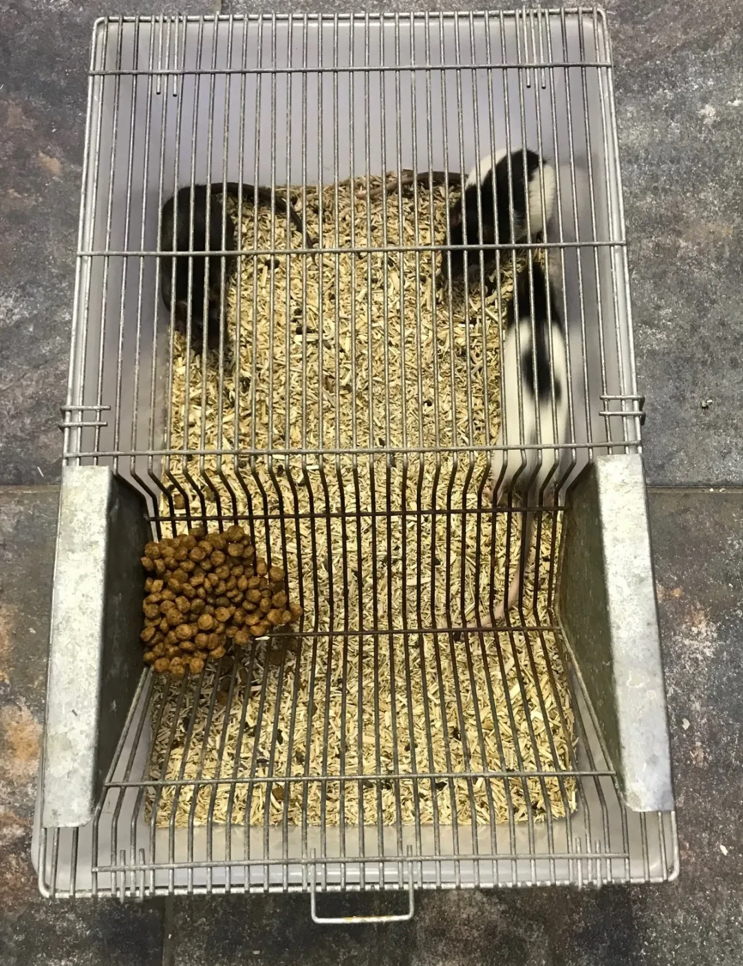 MiniZoo Labbur 4 (rottebur) brugt