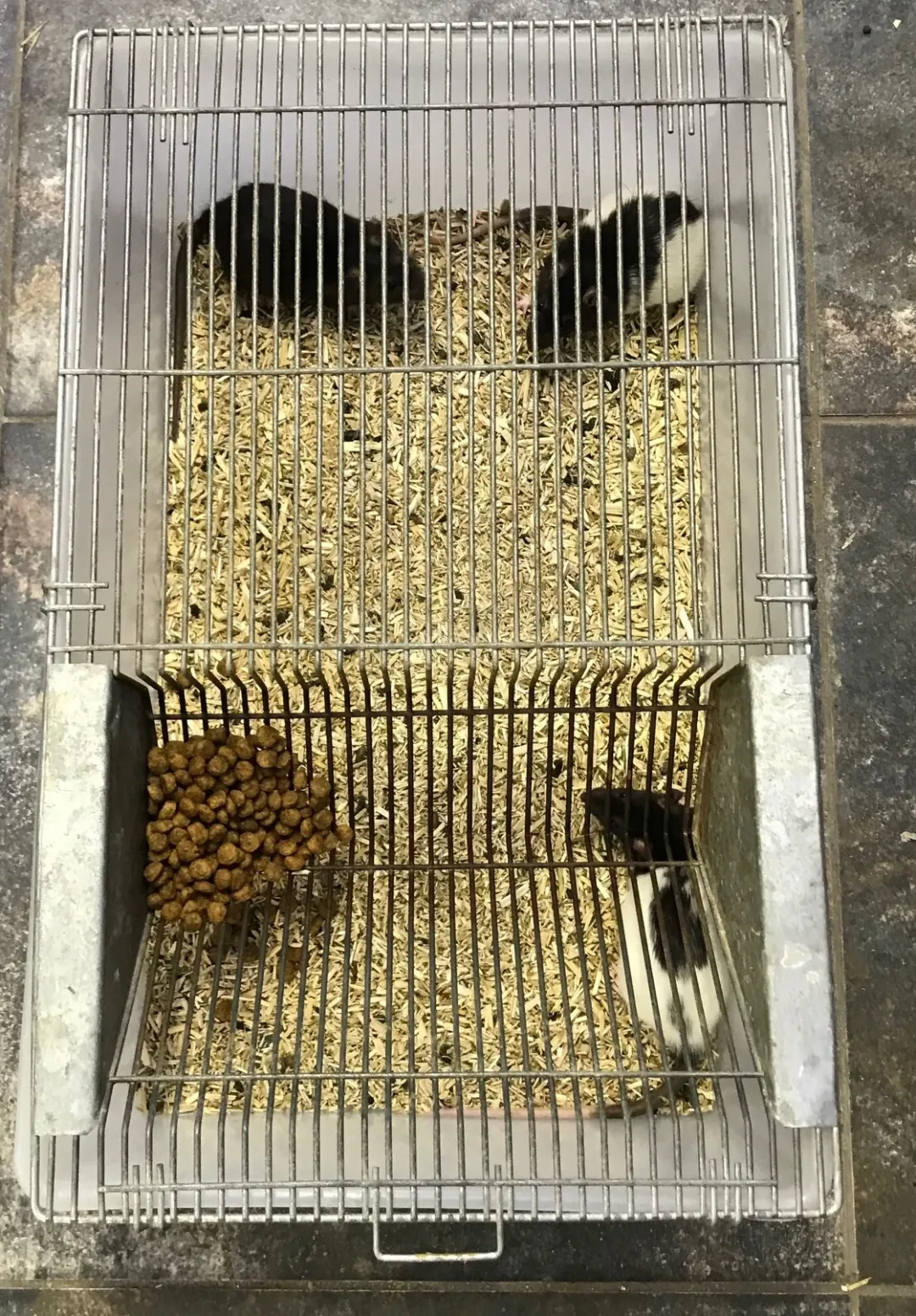 MiniZoo Labbur 4 (rottebur) brugt