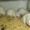 Foder til Krybdyr Levende rotte XL