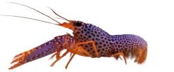 Saltvandsfisk Lilla revhummer (Enoplometopus debelius)