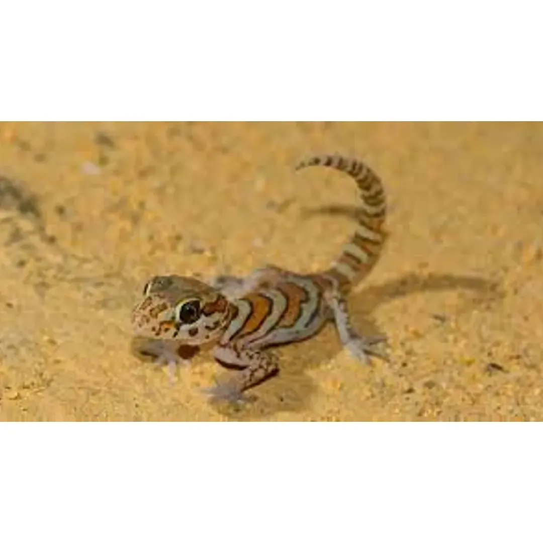 Krybdyr fra hele Verden Madagaskar Markgecko Subadult - Paroedura picta