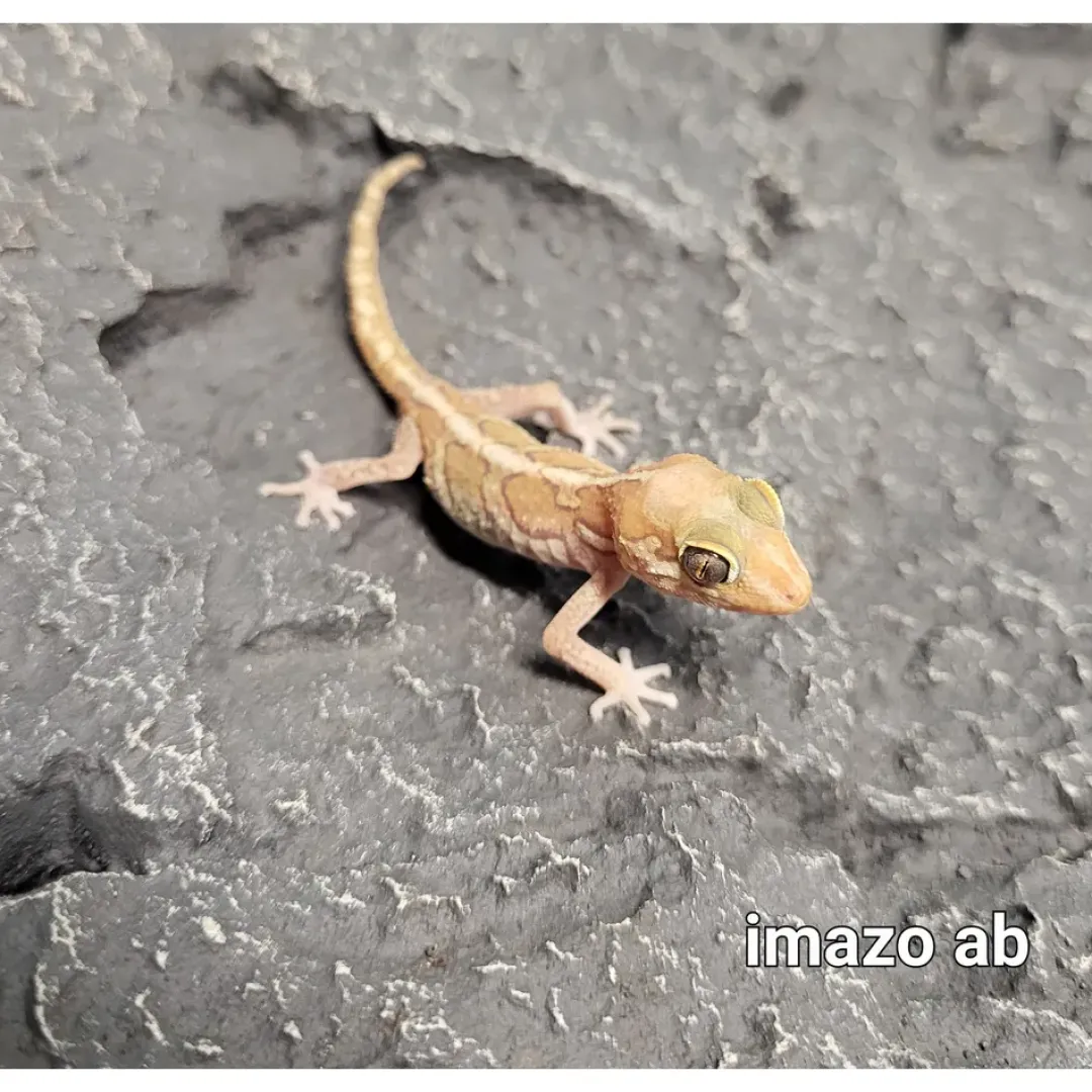 Krybdyr fra hele Verden Madagaskar Markgecko Subadult - Paroedura picta