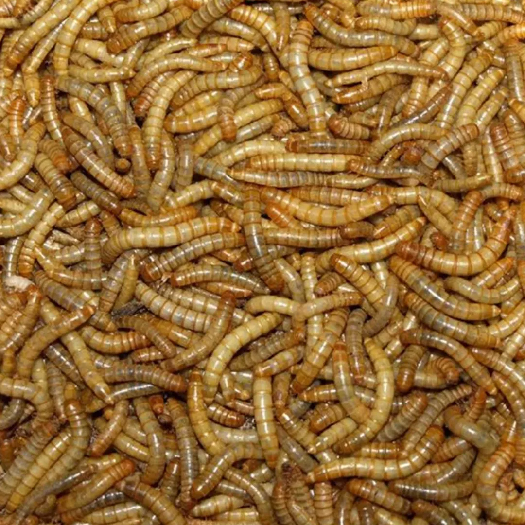 MiniZoo Melorme Tørret 200 Gram