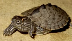 Krybdyr fra hele Verden Mississippi map sumpskildpadde (Graptemys kohnii)