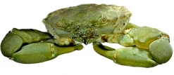 Saltvandsfisk Mitrax Krabbe (Mithraculus sculptus)