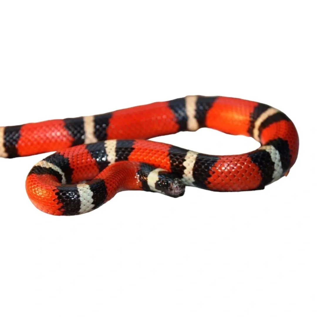 Krybdyr fra hele Verden Mælkesnog Lampropeltis Triangulum Sinaloa (unge)
