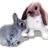 Mr Johnson - kvalitets gnaverfoder Mr Johnson Kaninfoder Advance Rabbit 1,5 kg