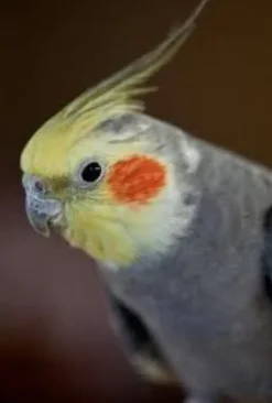 Fugle fra hele Verden Nymfeparakit (Nymphicus hollandicus)