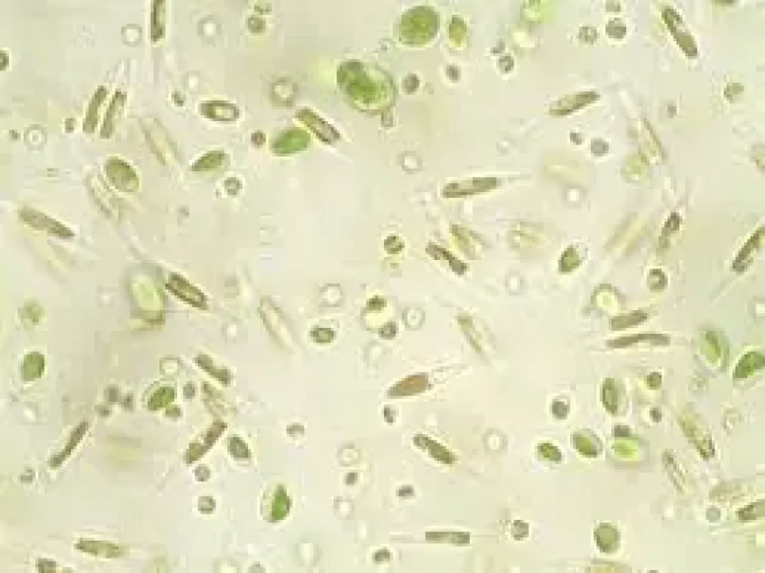 Nyos - High Level Reefing Nyos Phytomaxx Live Phytoplankton koncentrat 250 ml