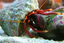 Saltvandsfisk Orangekloet Eremitkrebs (Calcinus tibicen) 2-3 cm