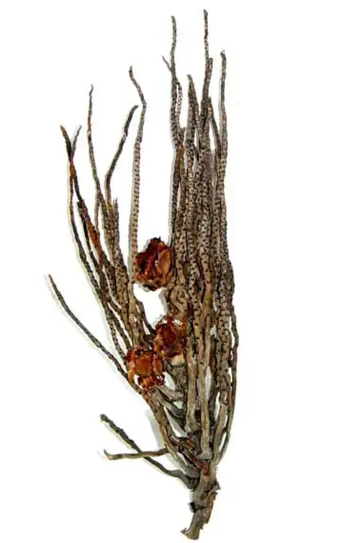 Dekoration til Akvarier og Terrarier Palme ris Terrarium dekoration