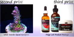 Polyplab Polylab Colors 50 ml